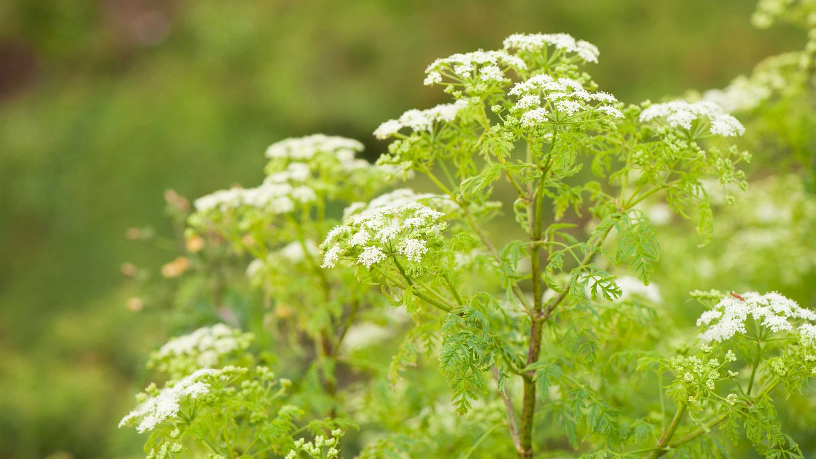 How To Get Rid Of Poison Hemlock Remove This Toxic Plant Gardeningetc 2981