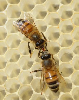 Two honeybees meet on honeycomb. 