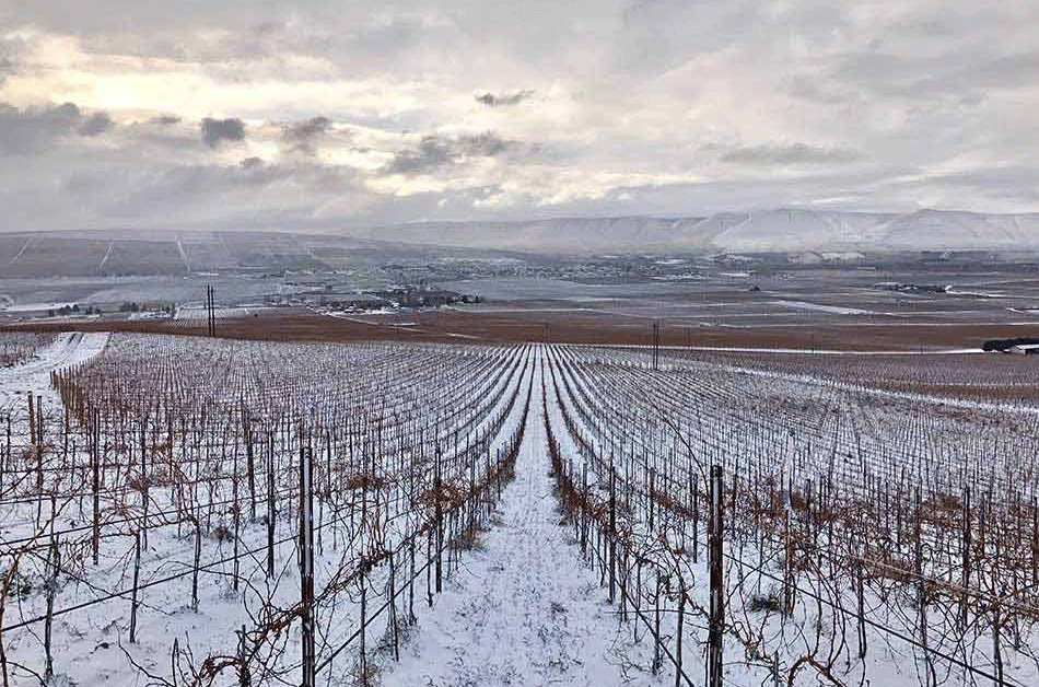 Canvasback-Longwinds