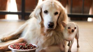 Golden Retriever and Chihuahua with bowl of dog food in front of them