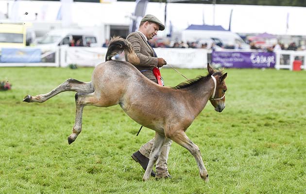 New forest show 26.07.2017 - Forest bred championship
