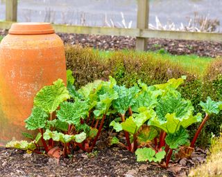 what to plant in December rhubarb