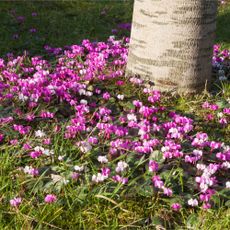 Cyclamen blooming in a colourful winter garden
