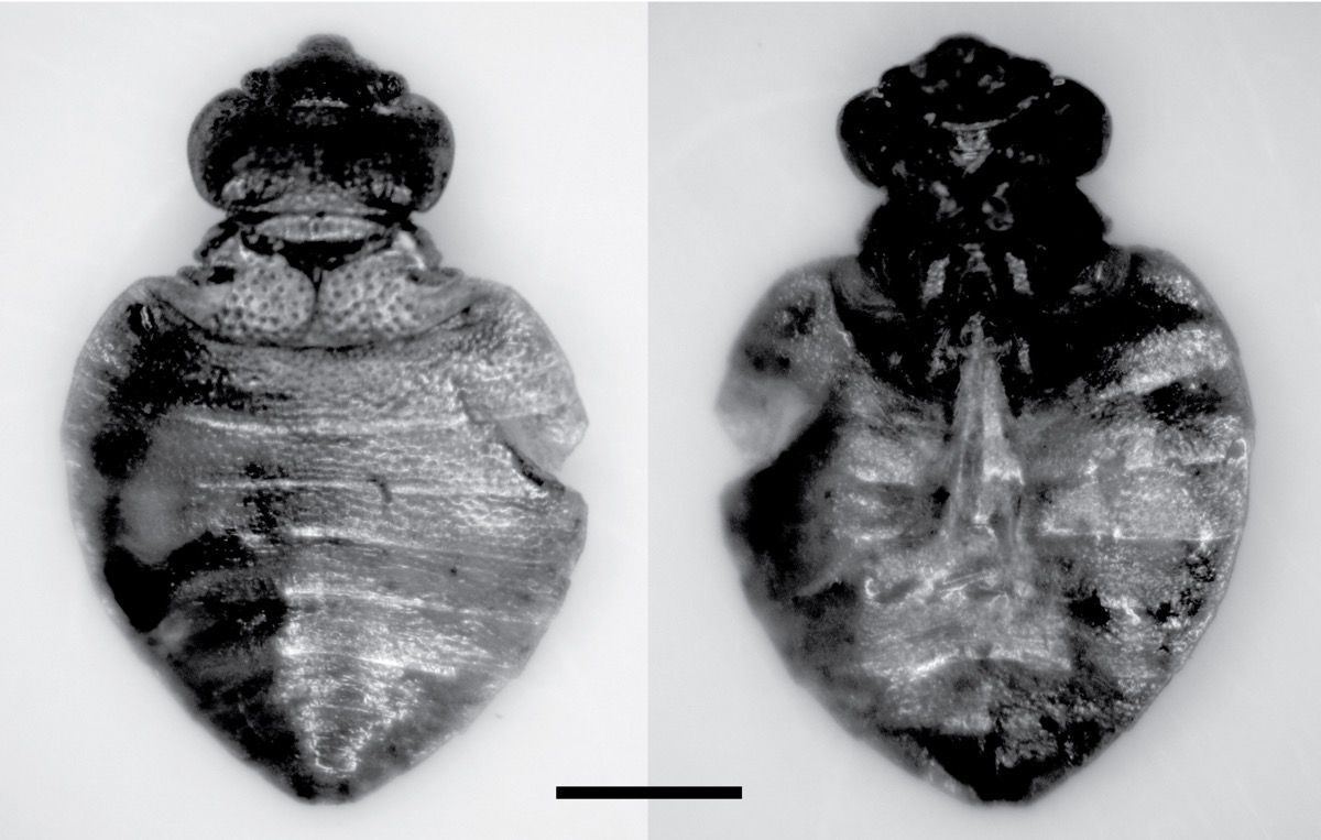 Three of the specimens from the Oregon cave belonged to &lt;em&gt;Cimex latipennis&lt;/em&gt;.