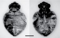 Three of the specimens from the Oregon cave belonged to <em>Cimex latipennis</em>.