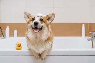 Dog in bath with shampoo on its head - why do dogs hate baths?