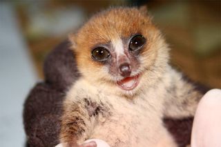 A brown mouse lemur. By tracking the lice that infect them, scientists came to better understand how these shy, nocturnal primates interact with each other. 