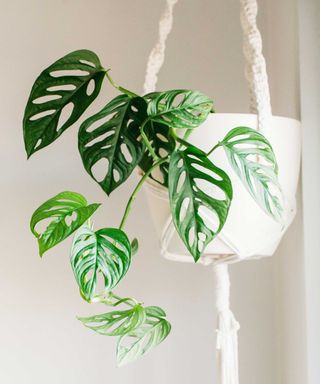 Trailing Monstera adansonii in a white hanging macrame pot with white wall behind