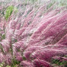 pink muhly grass blown in garden border