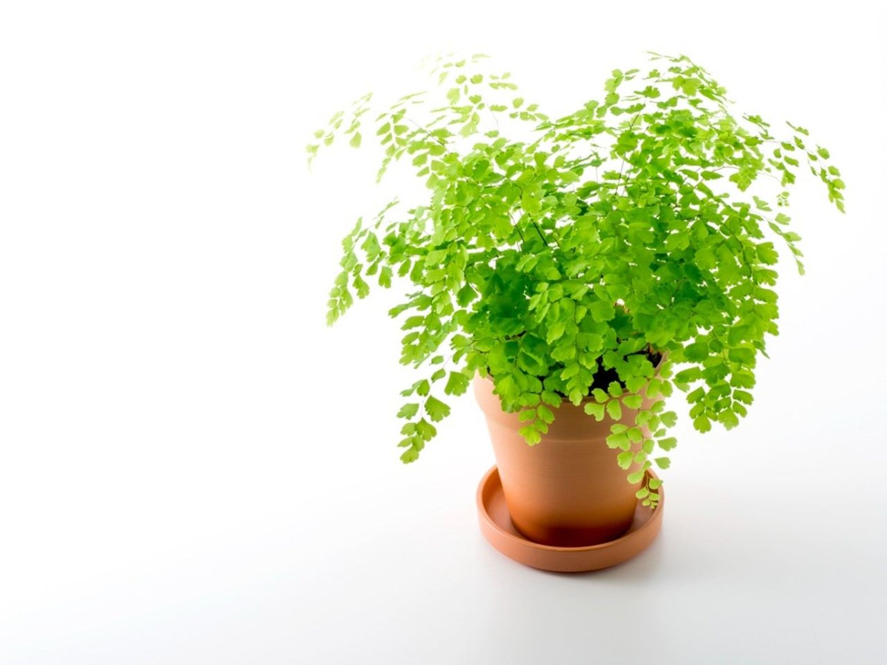 A potted Asian tam plant against a white background