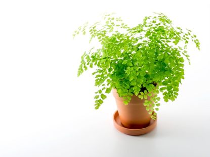 A potted Asian tam plant against a white background