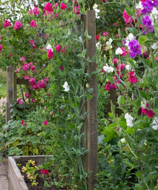 sweet peas growing up tripods in a raised bed