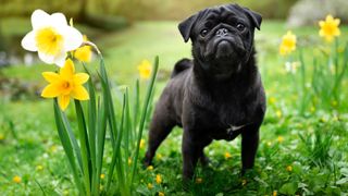 Black Pug standing amongst daffodils
