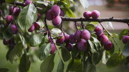 Plum tree with purple fruits and green leaves in a garden