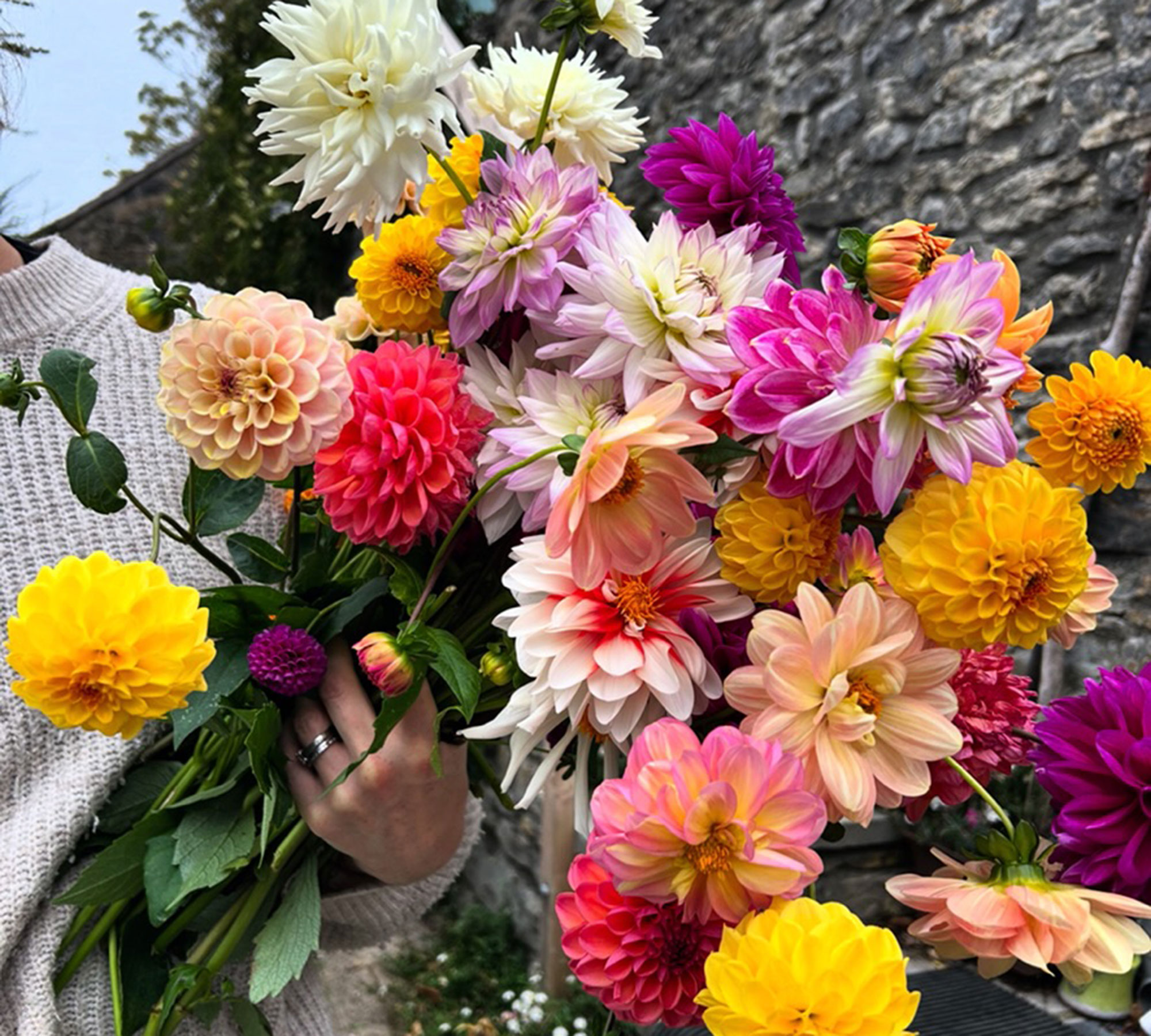 Woman holding bunch of colourful dahlias