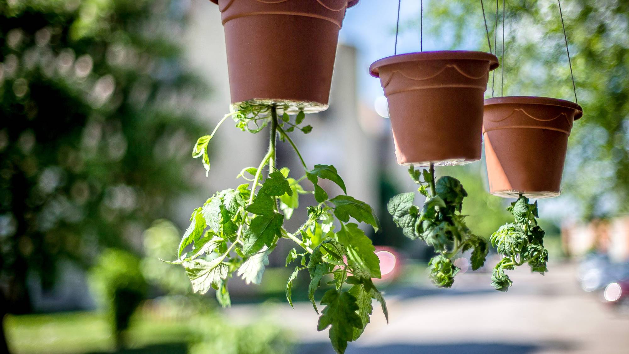 Upside down tomato plants
