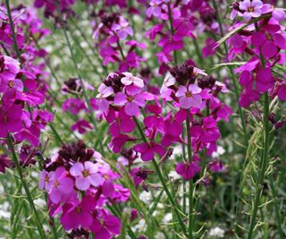 Erysimum linifolium 'Bowles Mauve'