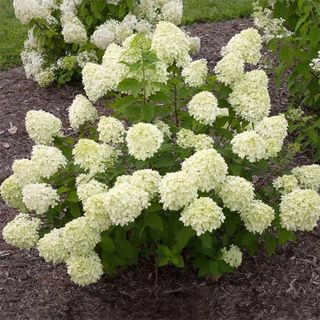 Brighter Blooms - Little Lime Hydrangea Shrub