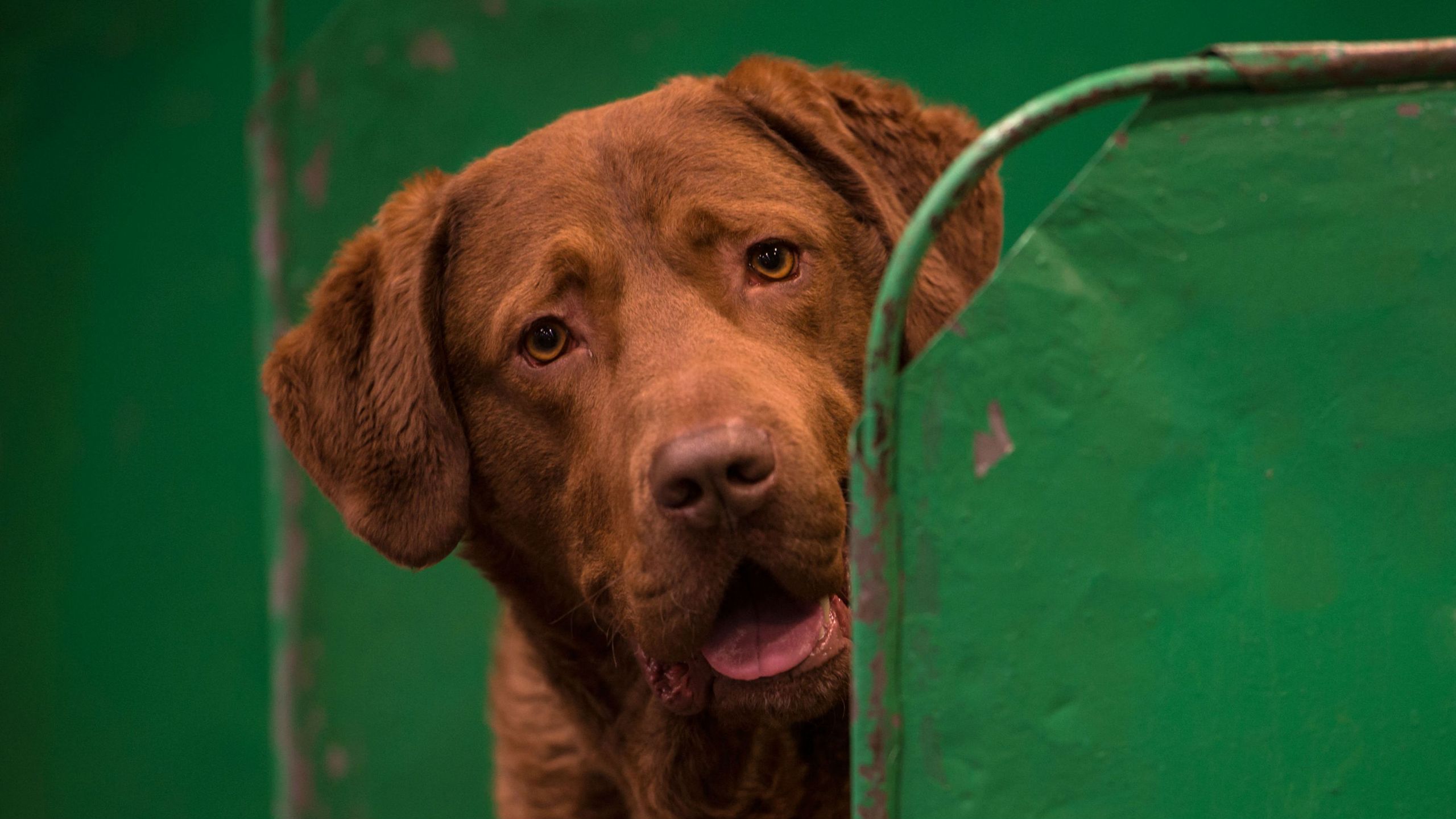 The science behind puppy dog eyes | The Week