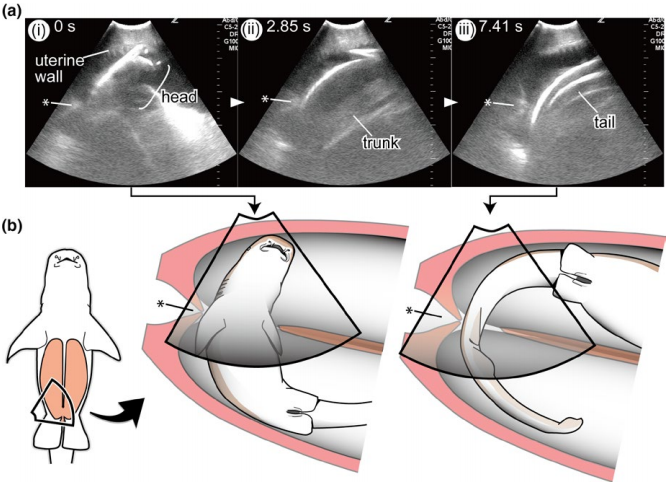 A series of ultrasound images shows a shark embryo swimming from one uterus to another.