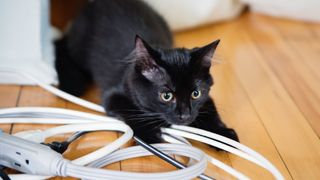 black cat lying on cables on wooden floor