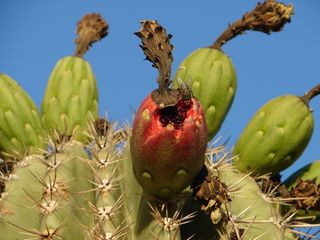 Fruits of the Sonoran Desert