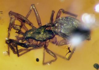 Amber spider