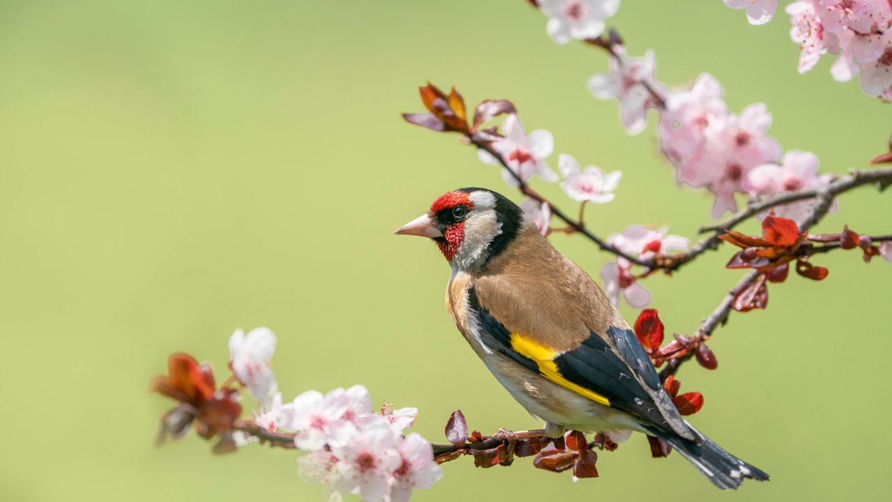 Ditch the feeder this summer: The natural way to keep garden birds healthy
