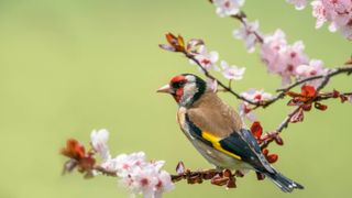 A goldfinch on a branch