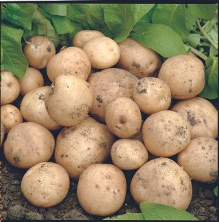 best budget plants: potatoes