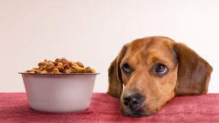 Dog looking at bowl of food