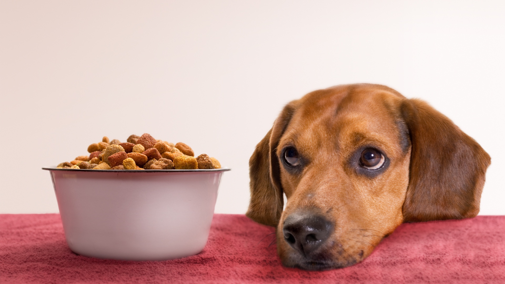 why does my dog always want food