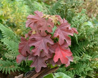 Oak-leaved hydrangea (Hydrangea quercifolia 'Ruby Slippers', Hydrangea quercifolia Ruby Slippers)
