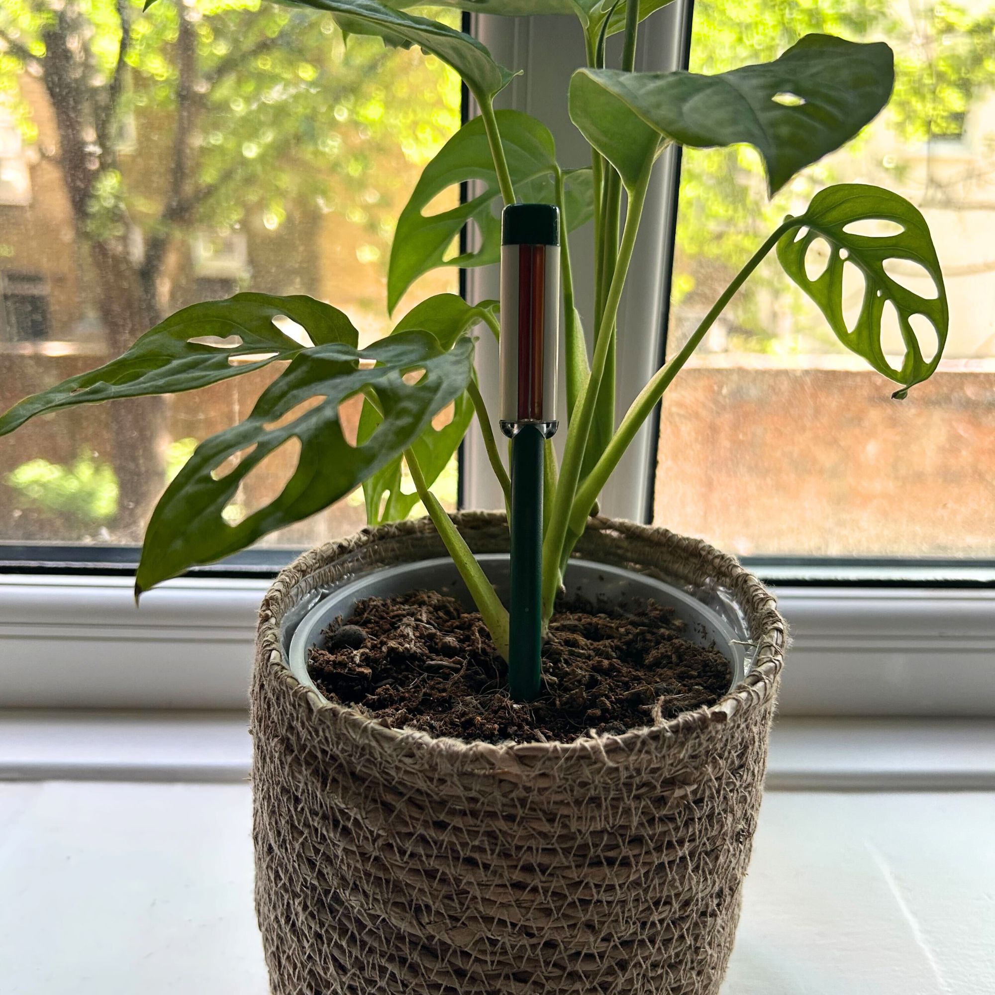 Westland Watering Indicator in plant pot with monstera houseplant on windowsill