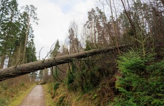Pine trees uprooted in Kielder Forest after Storm Arwen.