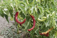 Paprika Pepper Plant