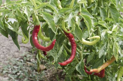 Paprika Pepper Plant