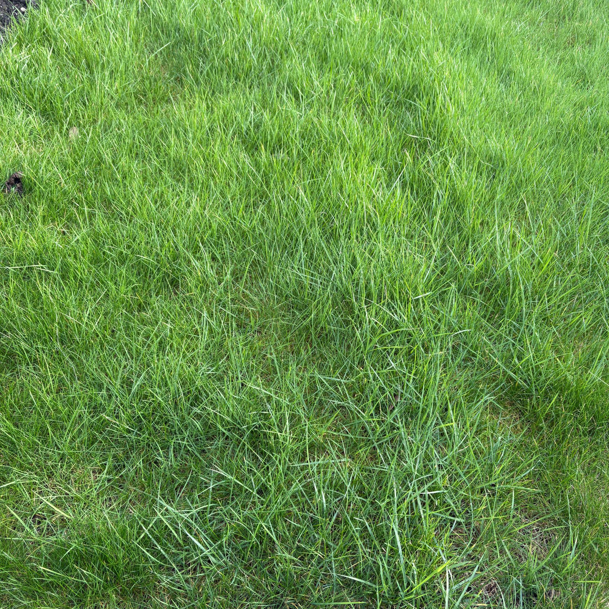 Long grass lawn in garden