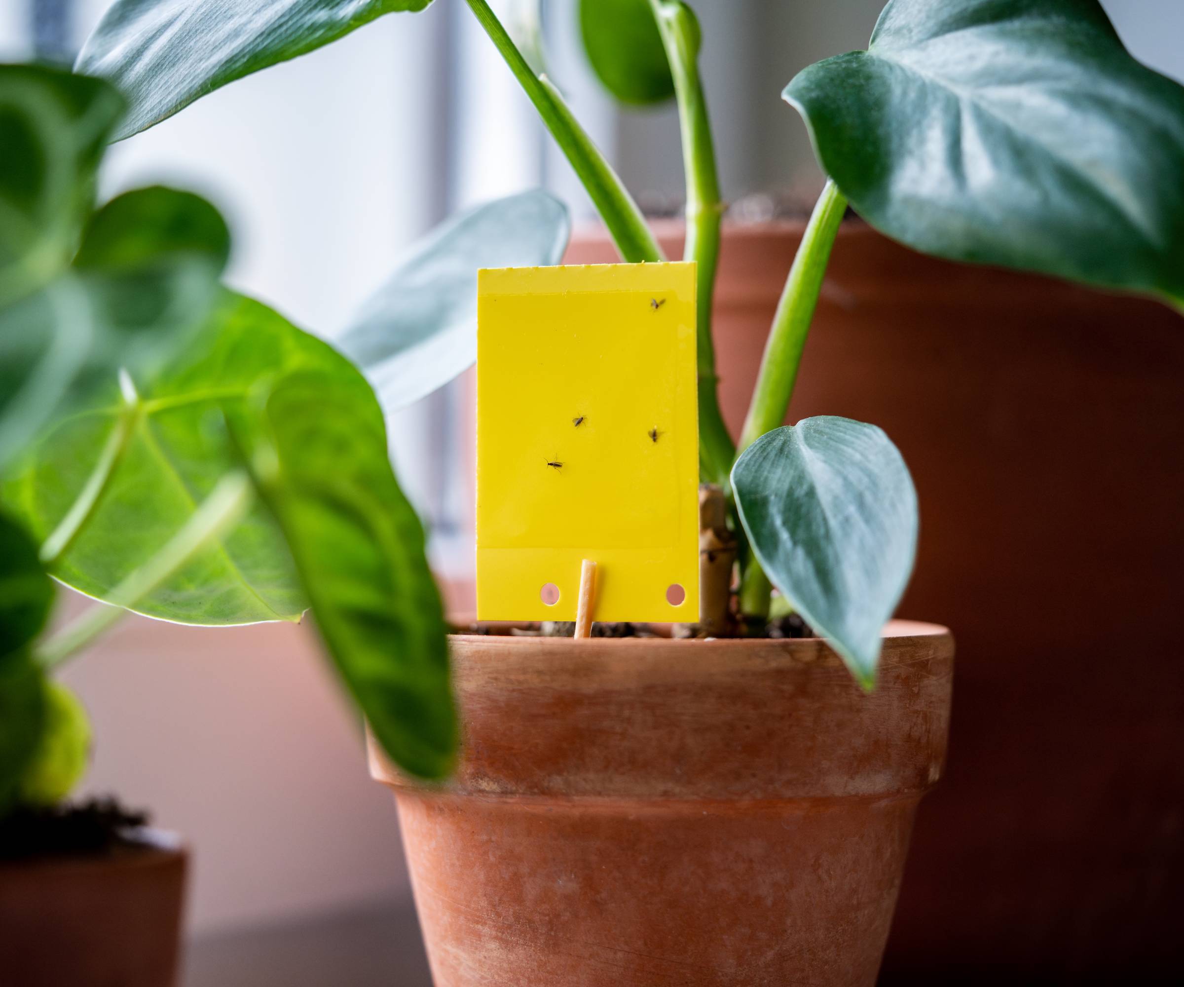 Four fungus gnats on a yellow sticky trap in a potted plant