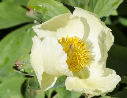 When to plant peonies – Peony daurica subsp. mlokosewitschii 