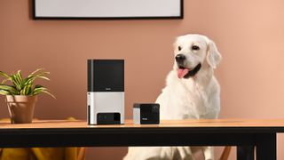 Petcube camera with a golden retriever