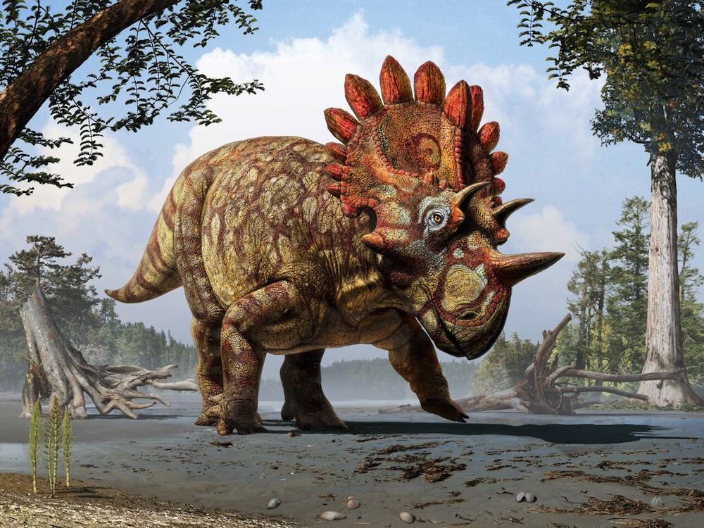 illustration of the horned dinosaur Regaliceratops