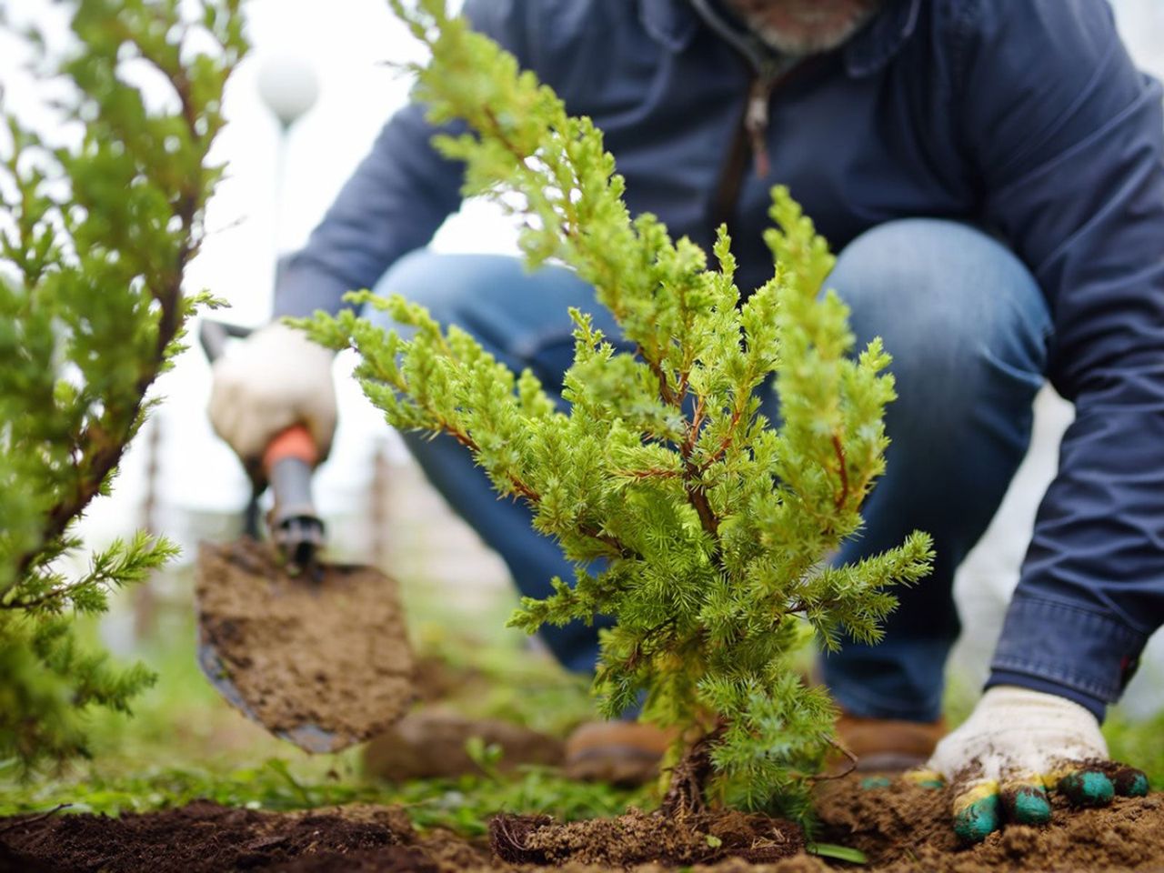 Gardener Planting A Plant