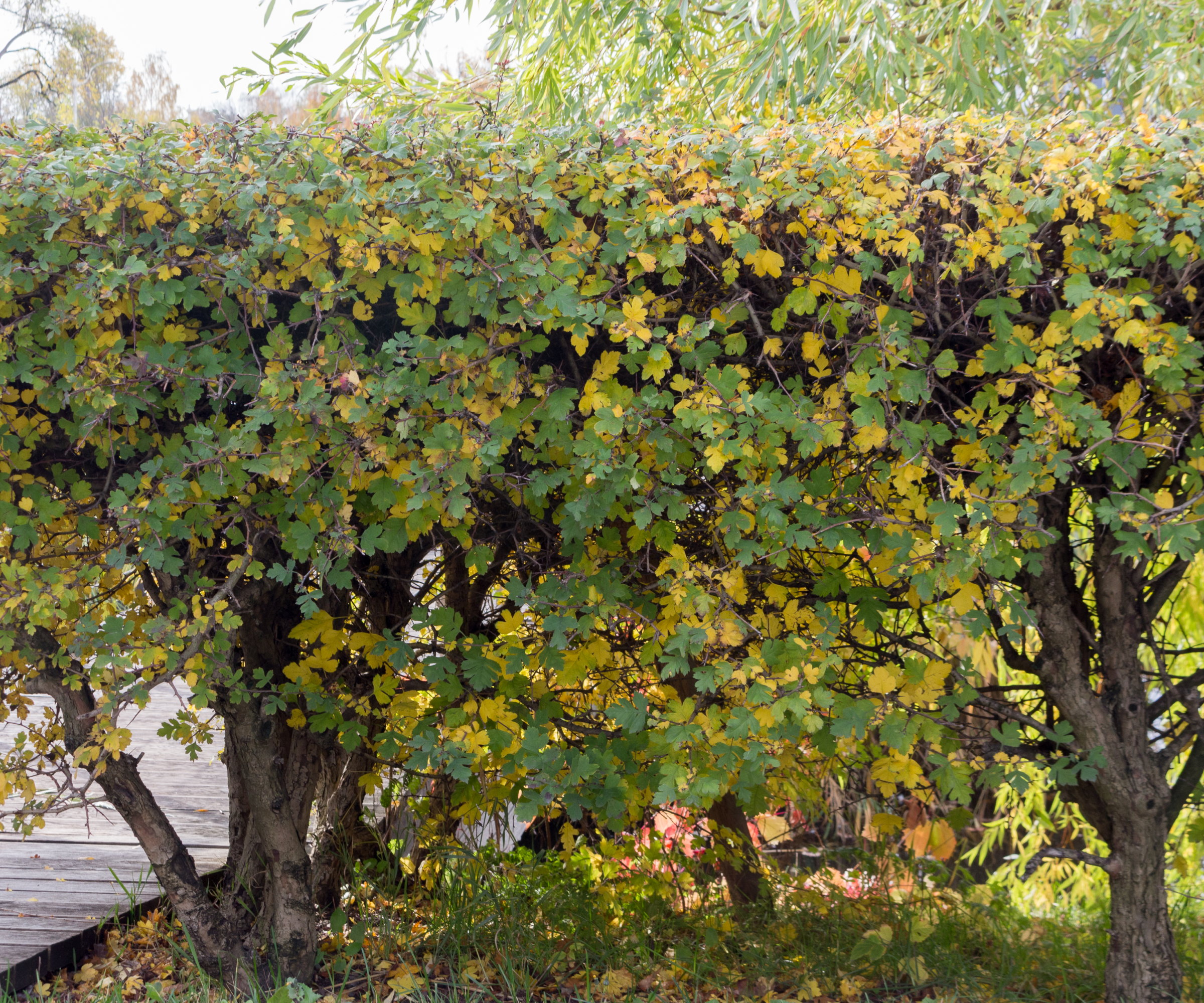 A well-shaped hawthorn hedge