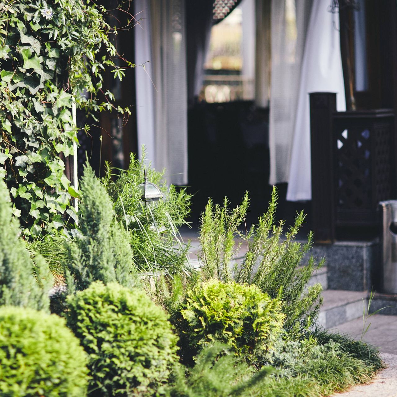 Compact shrubs for narrow front yard and doorway