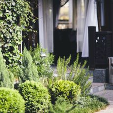Compact shrubs for narrow front yard and doorway