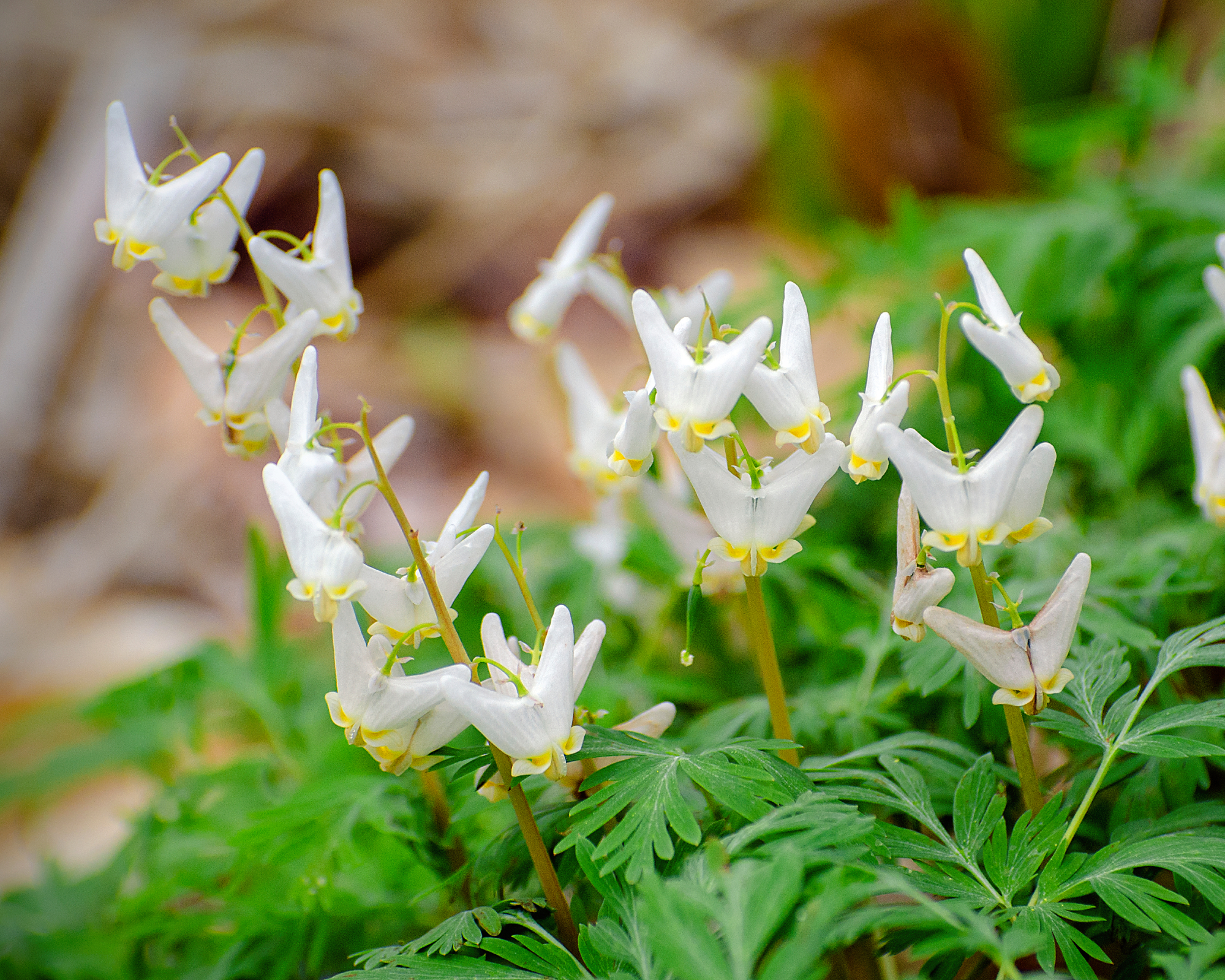 Dutchman's breeches in bloom in garden