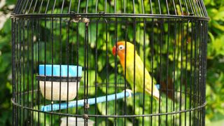 Bird sitting in cage