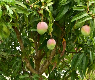 Fruit hanging on a mango tree