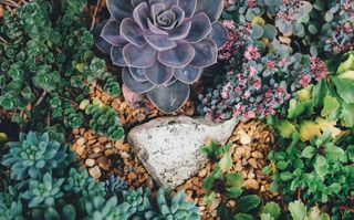 How to build a rockery: a rock garden by Annie Spratt